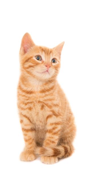 Các Cách Khử Mùi Nước Tiểu Cho Mèo Hiệu Quả Nhất: Hướng Dẫn Chi Tiết và Mẹo Hay