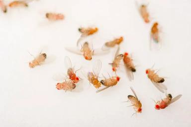 5 Cách diệt ruồi giấm hiệu quả, giữ cho ngôi nhà bạn luôn sạch sẽ, thoáng mát